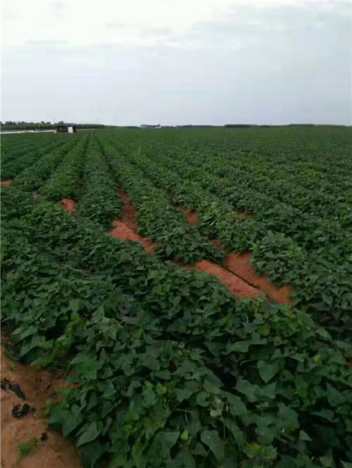 信陽(yáng)紅薯苗分享：紅薯苗培育常見問(wèn)題及解決對(duì)策